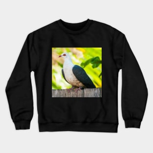 White-Headed Pigeon Crewneck Sweatshirt